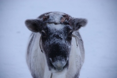Передовой олень в упряжке Вэнго Лямби / The leading reindeer in Wengo Lyambi’s sledge